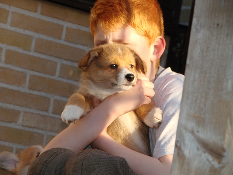 Puppies